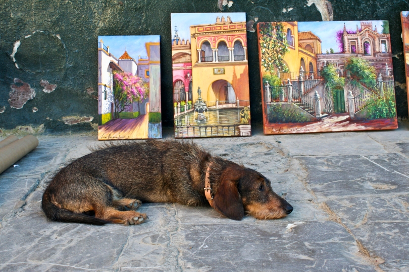 Dog in Seville